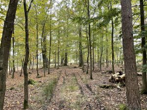 Wald bei Kairlindach