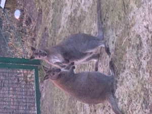  Kängurus, 2 Stück männlich abzugeben