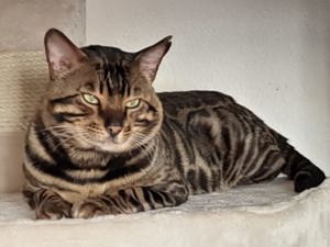 Bengalkater sucht ein neues zu Hause 