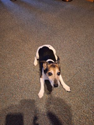 Jack Russell sucht neues Zuhause