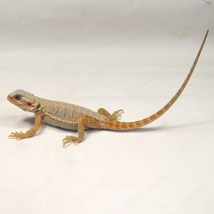 Farb-Bartagamen (Pogona vitticeps) Nachzuchten 2026 von DRAGONZOO24.de Bild 7