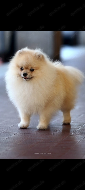 Zwergspitz Pomeranian   Wurf  Planung 