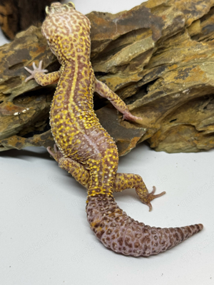 Leopardgecko Weibchen MackSnowTremperAlbino