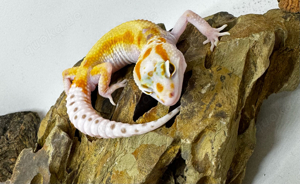 Leopardgecko 1.0