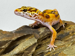 Leopardgecko 1.0