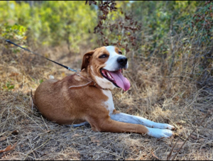 Paco, der sportliche Rüde