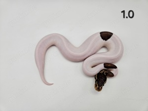 1.0 Blackpastel Piebald het Clown Königspython Python Regius Schlange