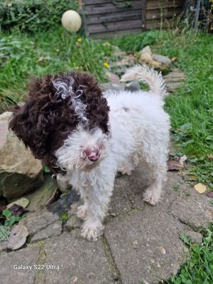 Pudel,Lagotto Romagnolo-Doodle Welpen 