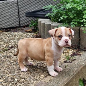 Wunderschöne American Bully Welpen zu Verkaufen!!