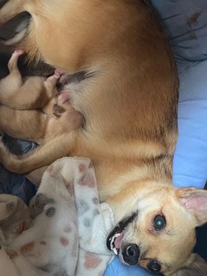 Chihuahua, Pinscher Welpen suchen ab sofort ein Zuhause!