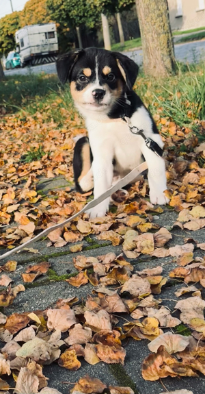 Appenzeller Sennenhund x Mini-Husky