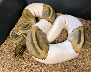 Königspython 1.0 Hypo (Ghost) Pied nz17 abzugeben