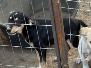 Ella will endlich ein warmes Körbchen