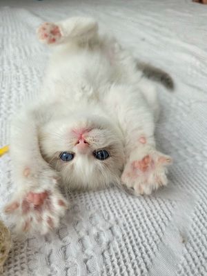 Ragdoll Kitten mit WCF Stammbaum aus Champion Verpaarung Bild 4