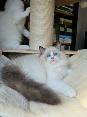 Ragdoll Kitten mit WCF Stammbaum aus Champion Verpaarung Bild 6