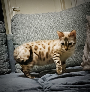 Katzen & Katzenbabys in Kiel kaufen, verkaufen & zu verschenken