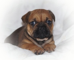 Ein Französischer Bulldoggen Rüde in red-fawn