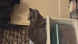 Reinrassige BKH katzenbabys  Bild 8