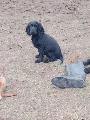 Cocker Spaniel Welpen 