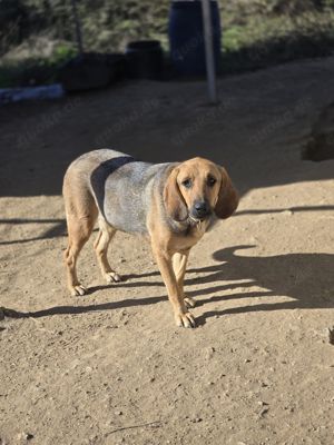 Mira ein Jagdhund-Mix Bild 1
