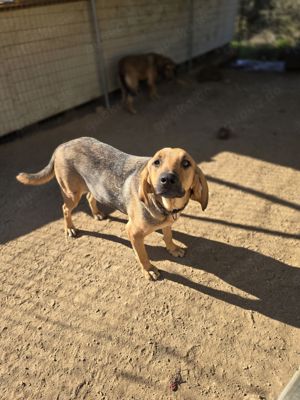 Mira ein Jagdhund-Mix Bild 2