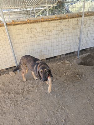 Lucas ein freundlicher Jagdhund Mischling