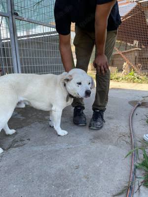 Paul, z.Zt. in Ungarn, kleiner Hund mit großem Herz sucht Familie