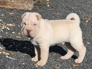 Shar Pei Welpen in 12 Wochen (Ende November) abzugeben