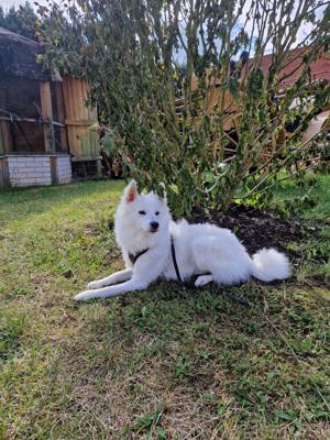 Deutscher Spitz, Spitz, Familie Hund, Hund, kleiner Hund, jung Hund