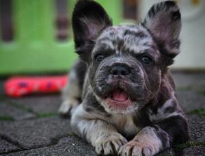 Reinrassige französische Bulldogge 