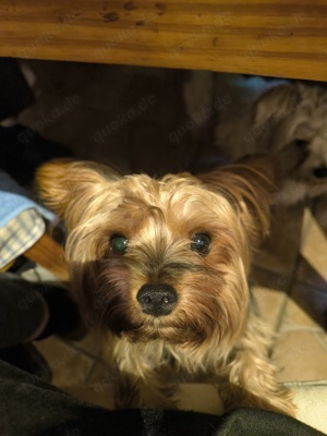 Yorkshire Terrier Welpen 