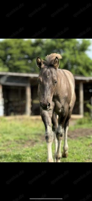 Quarter Horse Hengstfohlen 