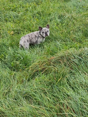 Französischen Bulldogge 