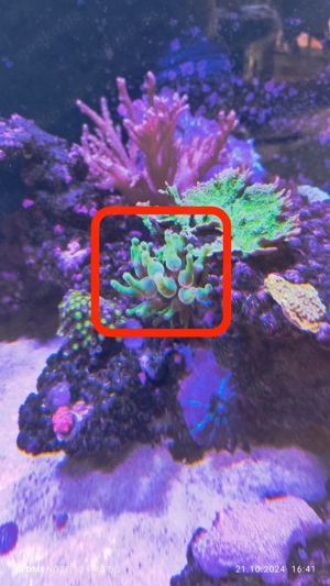 Krustenanemonen, Scheibenanemonen,Minianemonen, Pilzleder