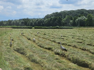 Acker, Feld, Wiese oder Grünland zur Pacht gesucht Bild 8