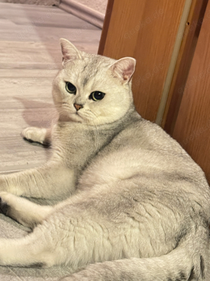 Wunderschöner Deckkater BKH Bild 3