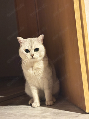 Wunderschöner Deckkater BKH