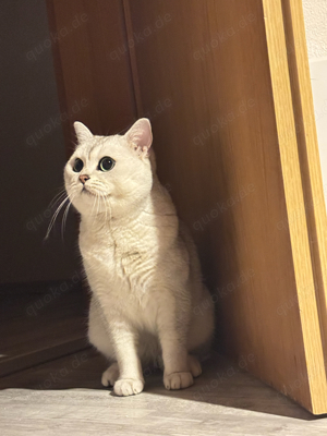 Wunderschöner Deckkater BKH Bild 2