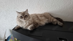 Deckkater Sibirische Katze mit blauen Augen Bild 2