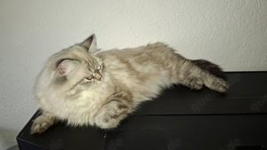 Deckkater Sibirische Katze mit blauen Augen Bild 3