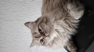 Deckkater Sibirische Katze mit blauen Augen Bild 4