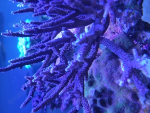 Acropora Staghorn blau SPS Ableger Korallen Meerwasser 