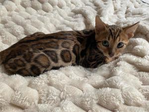 Bengal Kitten : Brown Farbe männlich .