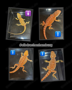 Bartagamen (pogona vitticeps) 25% Monster red NZ 7.2024