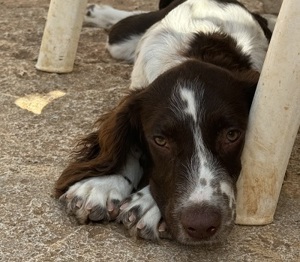 Thiago,SpringerSpaniel - sprüht vor Lebensfreude und wickelt alle um das kl.Pfötchen