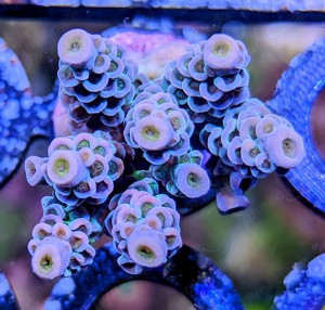 Korallen Ableger SPS LPS Zoanthus Scheibenanemonen Bild 3