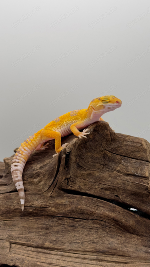 manderin Albino 0.1 Leopardgecko