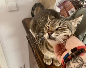 *reserviert* Spencer *in 69469 Weinheim*  entspannter Anfängerkater, ca. 1 Jahr