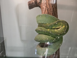 Baumpython Morelia Viridis Biak weibchen 