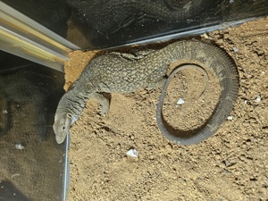 Trauerwaran Varanus Tristis 
